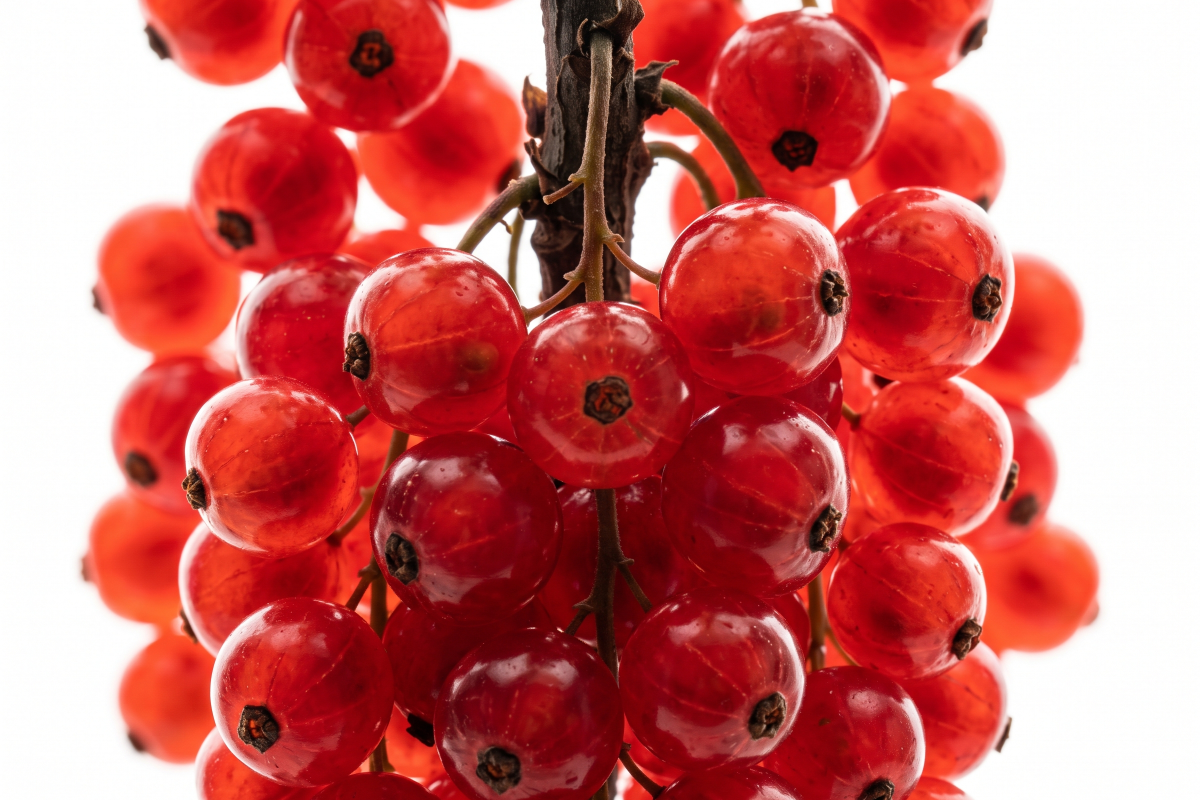 linha frutas vermelhas