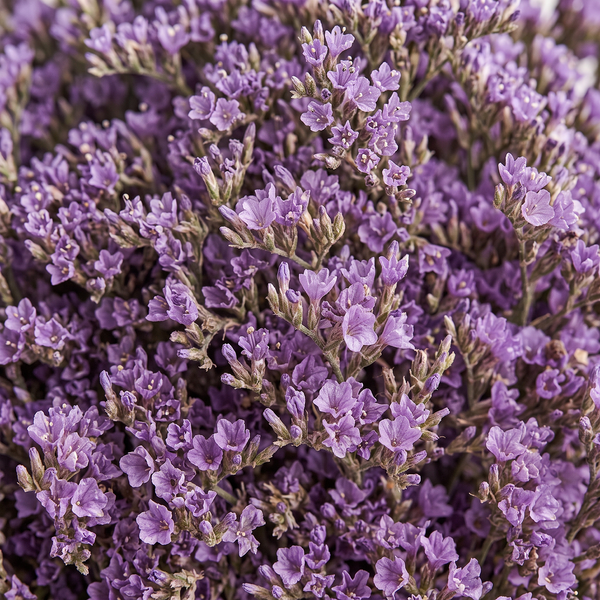 lavanda aquática