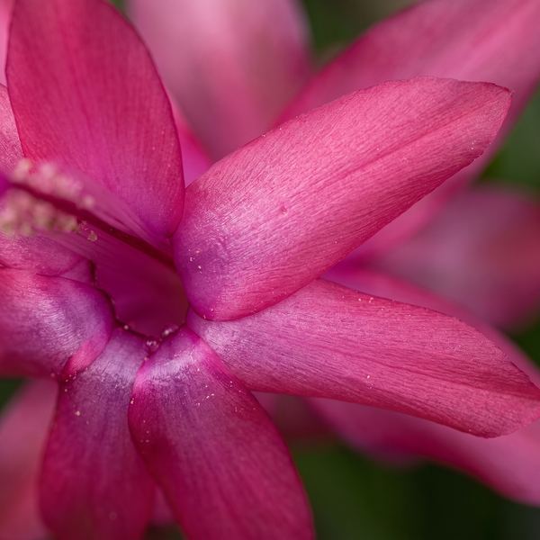 flor de cacto