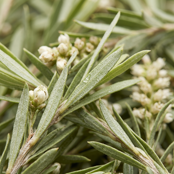 melaleuca