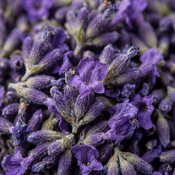 lavanda puríssima
