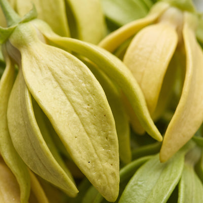 ylang-ylang