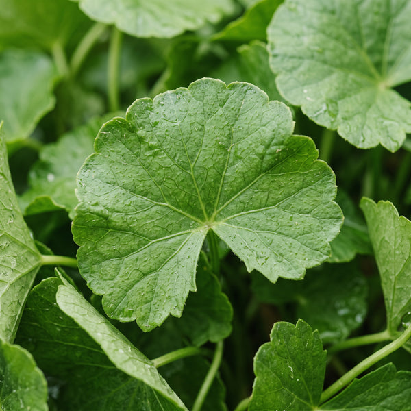 óleo de centella asiática